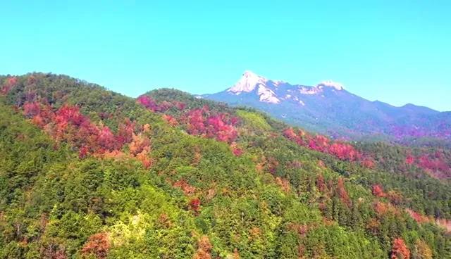 又見新豐紅葉紅！一起走進&ldquo;嶺南紅葉之鄉(xiāng)&rdquo;