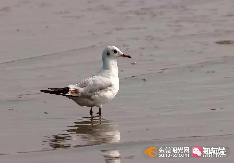 視頻直擊！大批候鳥(niǎo)飛臨東莞！
