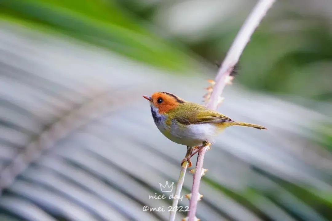 新萌鳥(niǎo)出沒(méi)！肇慶這里首次發(fā)現(xiàn)&hellip;&hellip;