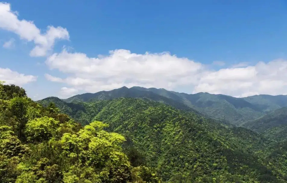 視頻曝光！小靈貓首次現(xiàn)身車八嶺