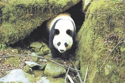 陜西太白林業(yè)局巡護監(jiān)測偶遇野生大熊貓