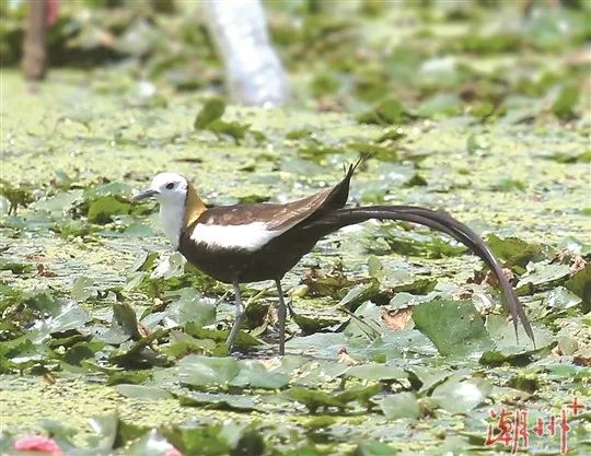 驚喜！&ldquo;水鳳凰&rdquo;飛臨潮州！