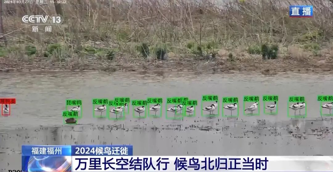 候鳥北歸正當(dāng)時 保護(hù)濕地裝上&ldquo;鳥臉識別&rdquo;